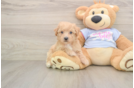 Poochon Pup Being Cute
