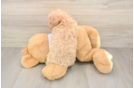 Poochon Pup Being Cute