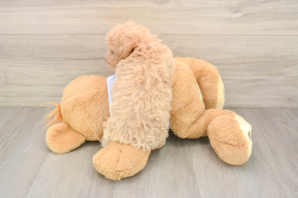 Poochon Pup Being Cute