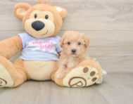 6 week old Poochon Puppy For Sale - Seaside Pups