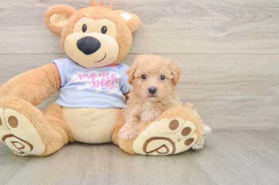 Best Poochon Baby