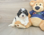 5 week old Poochon Puppy For Sale - Seaside Pups