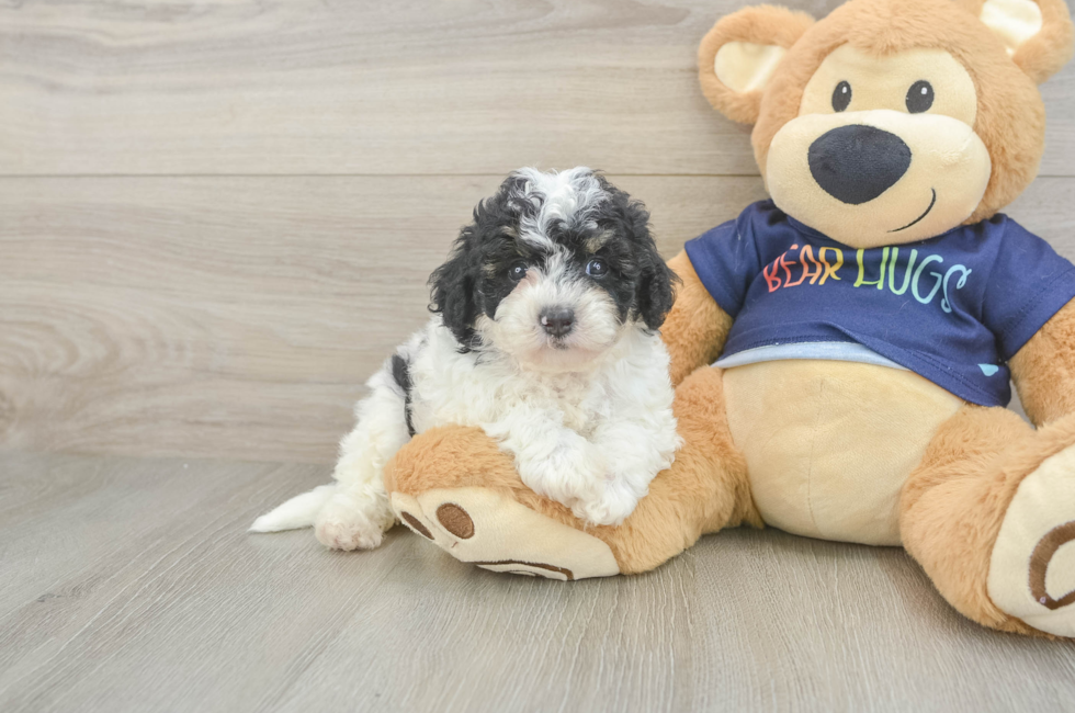 5 week old Poochon Puppy For Sale - Seaside Pups