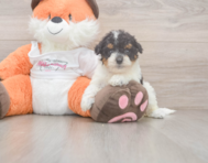 8 week old Poochon Puppy For Sale - Seaside Pups