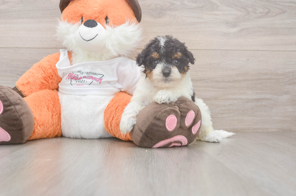5 week old Poochon Puppy For Sale - Seaside Pups