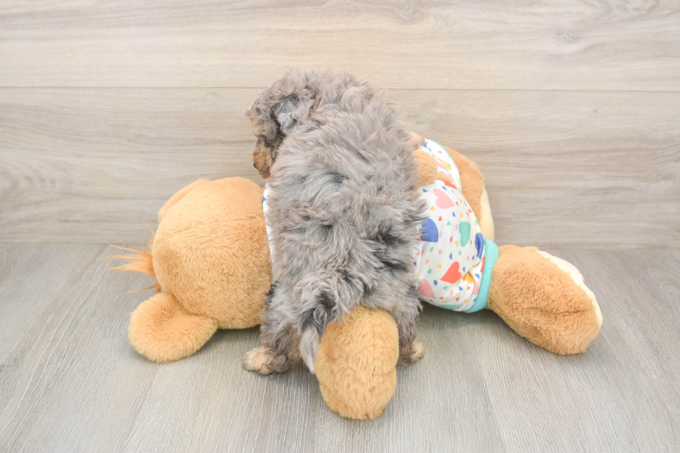 Playful Bichpoo Poodle Mix Puppy