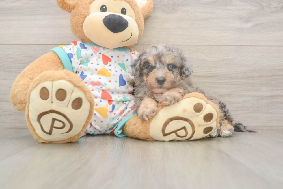 Smart Poochon Poodle Mix Pup