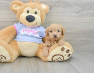 8 week old Poochon Puppy For Sale - Seaside Pups