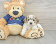 5 week old Poochon Puppy For Sale - Seaside Pups