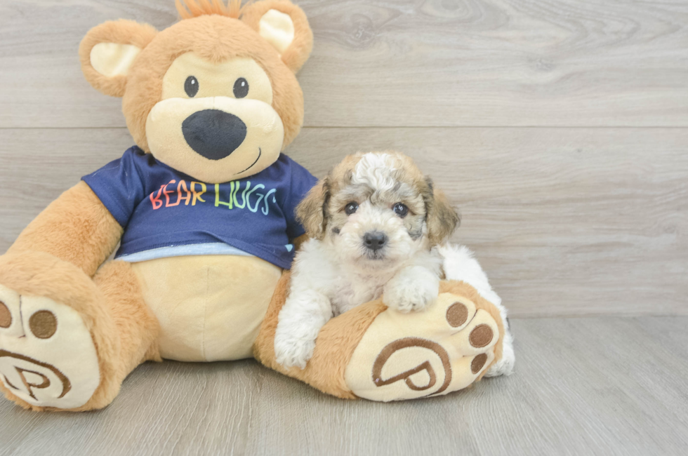5 week old Poochon Puppy For Sale - Seaside Pups