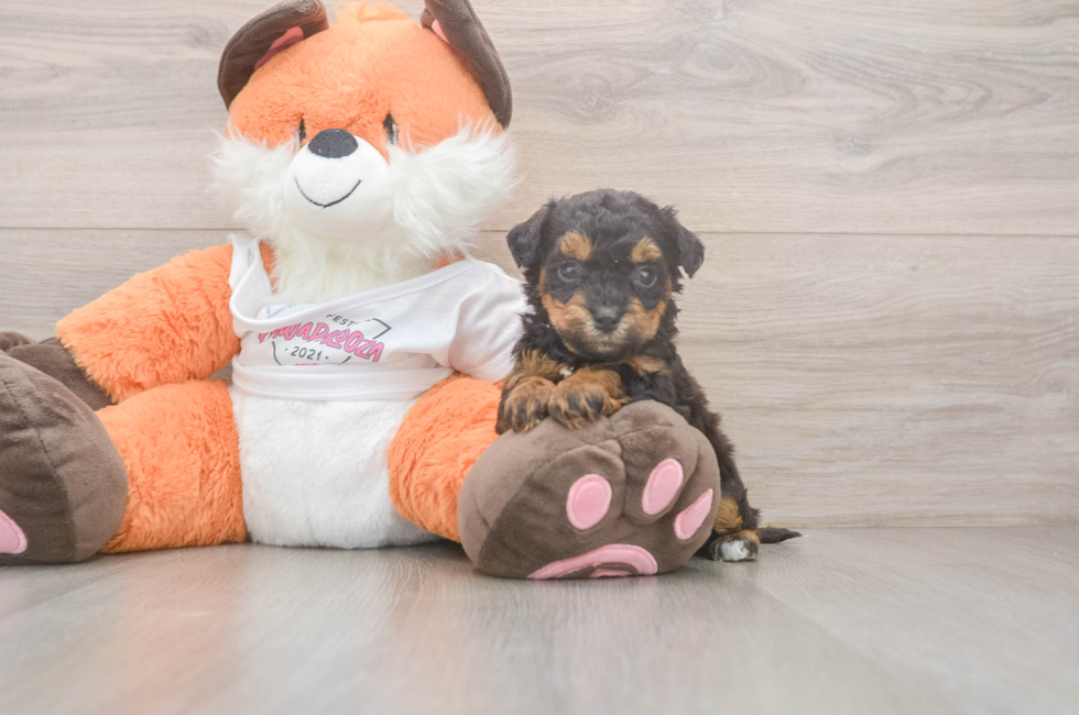 5 week old Poochon Puppy For Sale - Seaside Pups