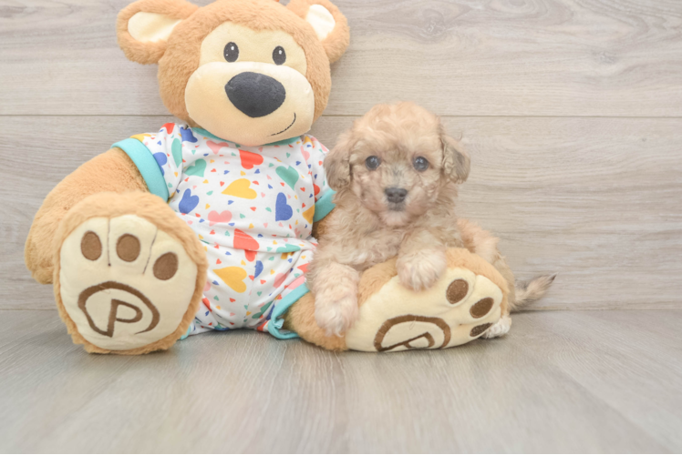 Fluffy Poochon Poodle Mix Pup