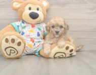 7 week old Poochon Puppy For Sale - Seaside Pups