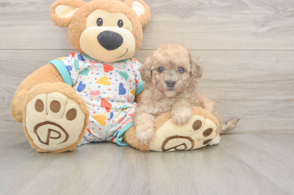 5 week old Poochon Puppy For Sale - Seaside Pups