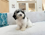 11 week old Poochon Puppy For Sale - Seaside Pups