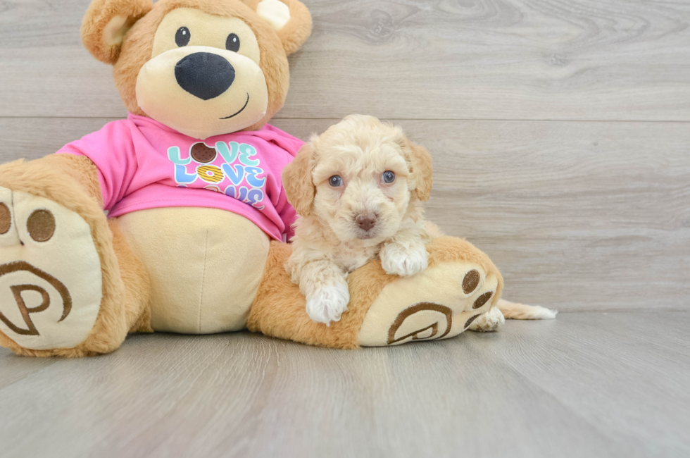 7 week old Poochon Puppy For Sale - Seaside Pups