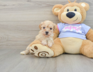 8 week old Poochon Puppy For Sale - Seaside Pups