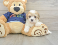 6 week old Poochon Puppy For Sale - Seaside Pups