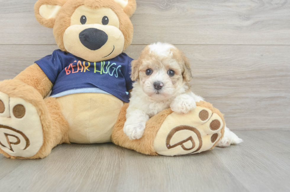 5 week old Poochon Puppy For Sale - Seaside Pups