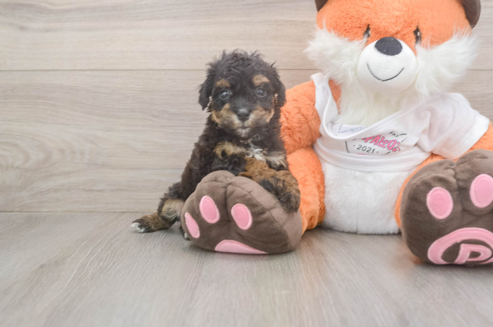 5 week old Poochon Puppy For Sale - Seaside Pups