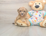 7 week old Poochon Puppy For Sale - Seaside Pups