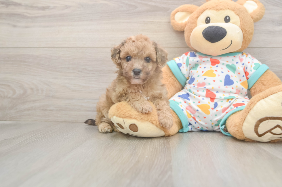 5 week old Poochon Puppy For Sale - Seaside Pups