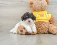 7 week old Poochon Puppy For Sale - Seaside Pups