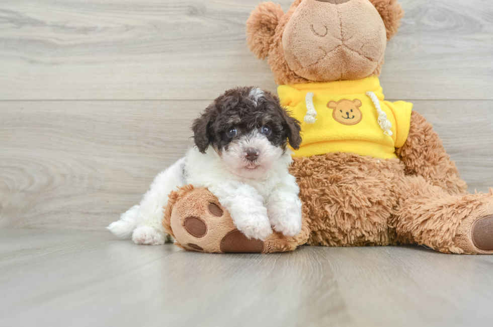 8 week old Poochon Puppy For Sale - Seaside Pups