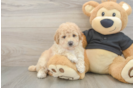 Poochon Puppy for Adoption