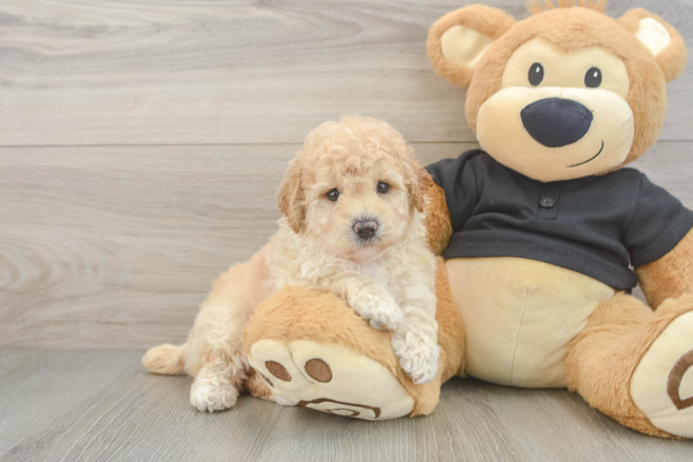 Poochon Puppy for Adoption