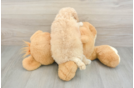 Best Poochon Baby