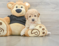 8 week old Poochon Puppy For Sale - Seaside Pups