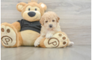Poochon Pup Being Cute