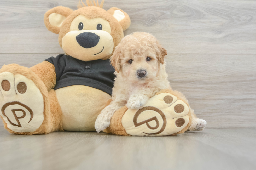 9 week old Poochon Puppy For Sale - Seaside Pups