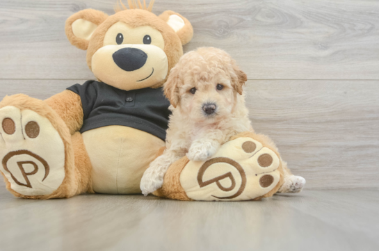 Poochon Pup Being Cute