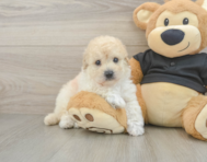 5 week old Poochon Puppy For Sale - Seaside Pups