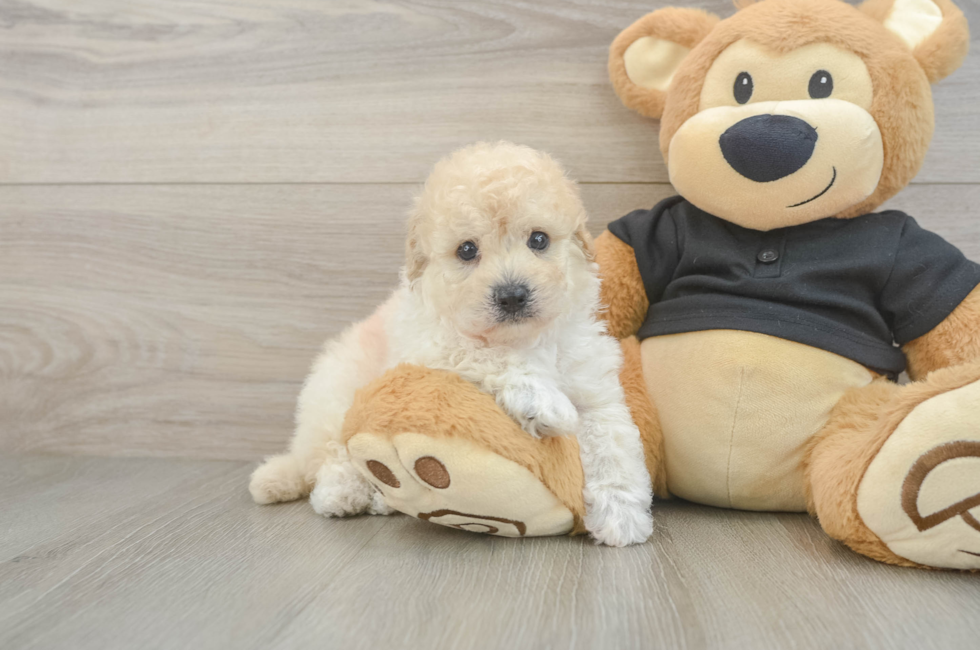 5 week old Poochon Puppy For Sale - Seaside Pups