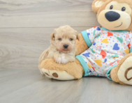 5 week old Poochon Puppy For Sale - Seaside Pups