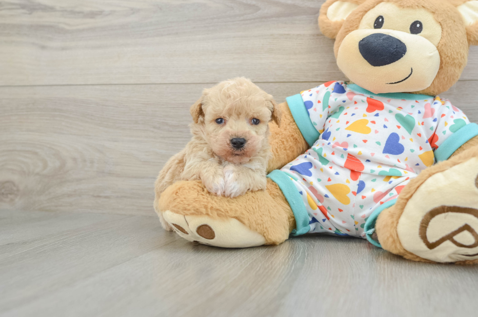 5 week old Poochon Puppy For Sale - Seaside Pups