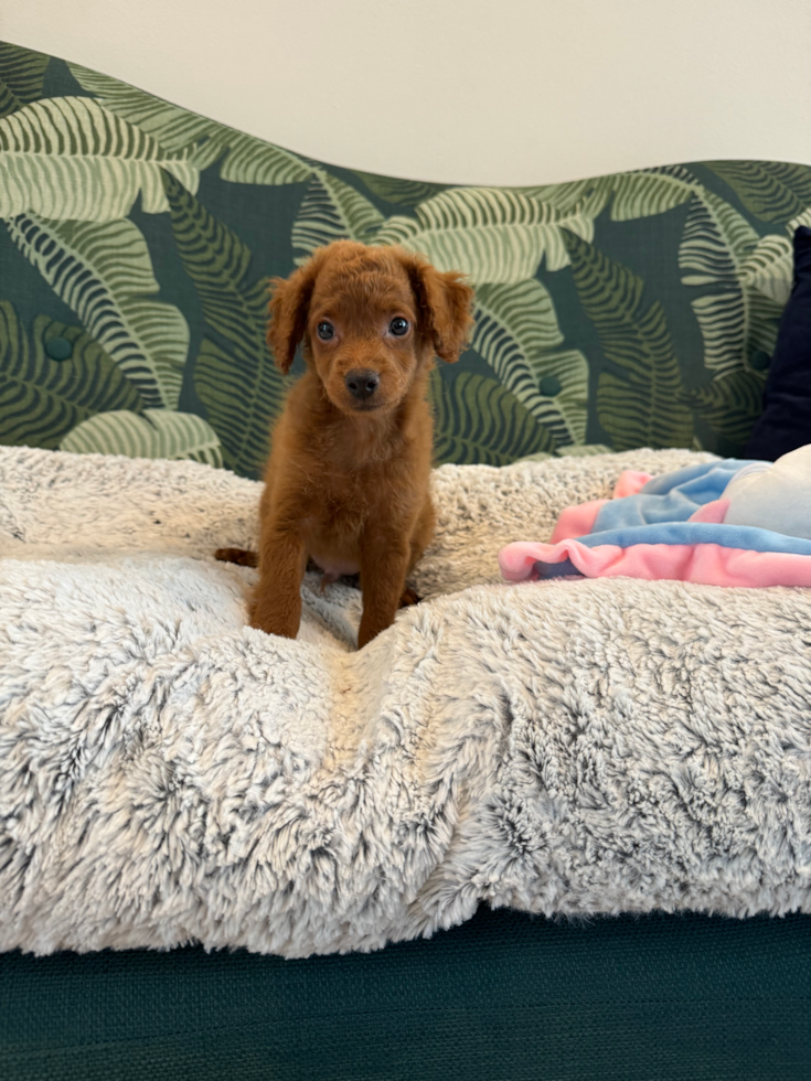 Cute Bichpoo Poodle Mix Puppy