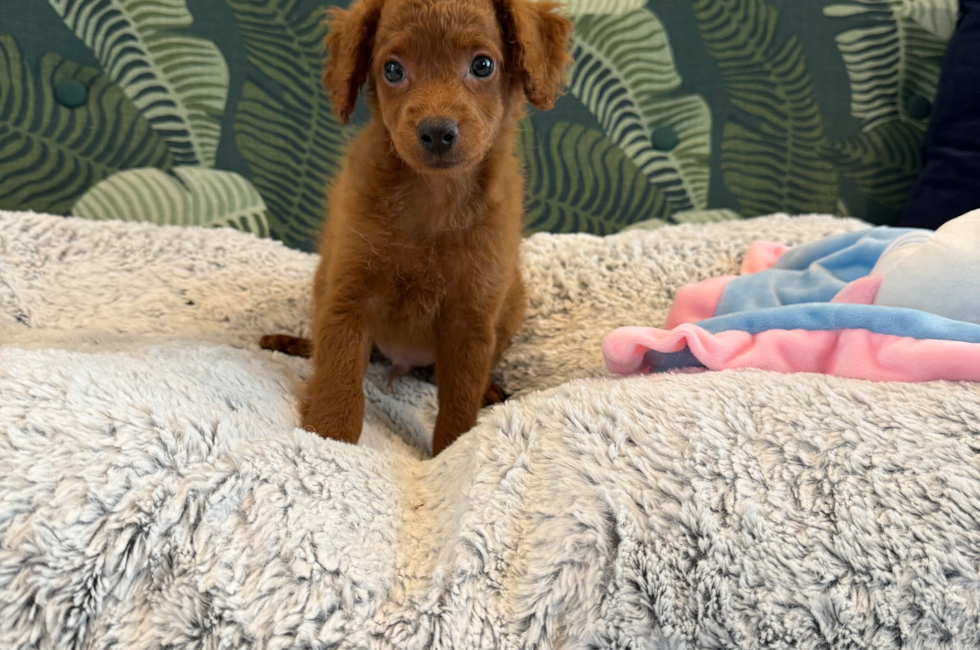 4 week old Poochon Puppy For Sale - Seaside Pups