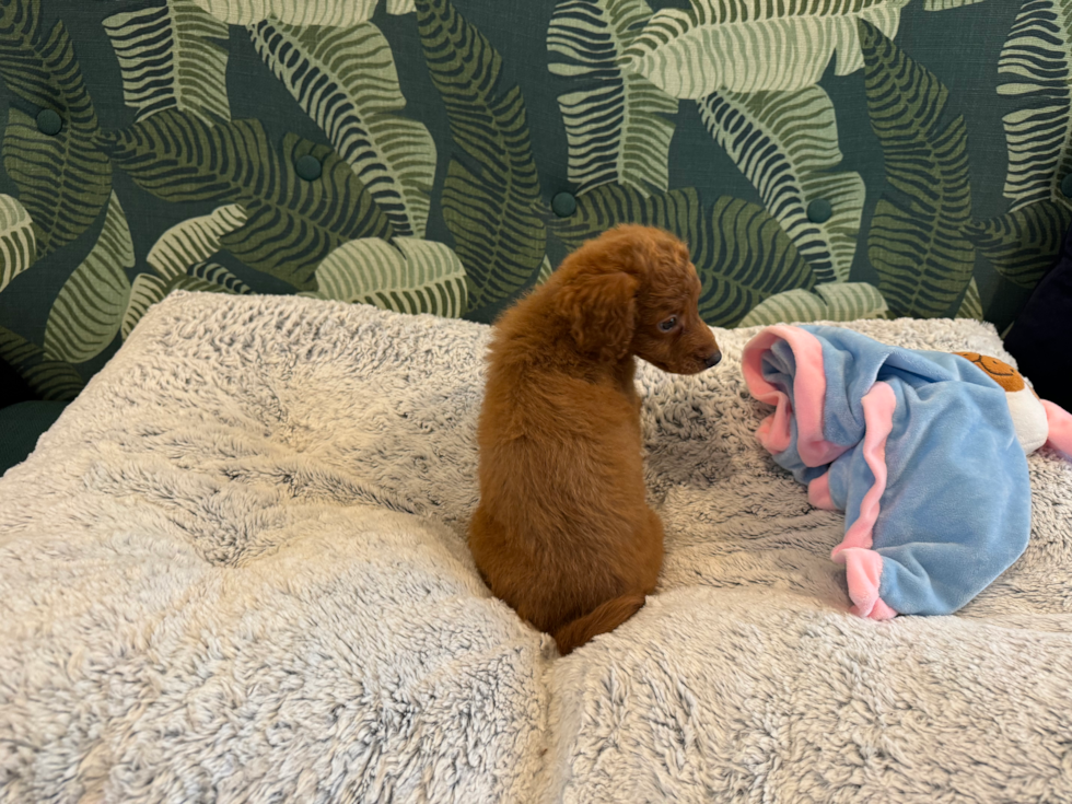 Cute Poochon Poodle Mix Pup