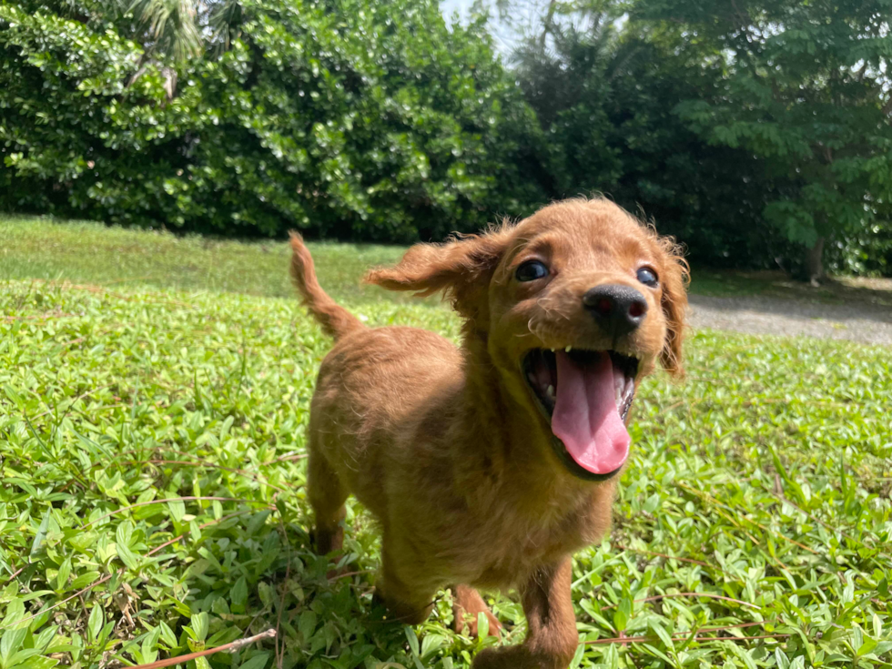 Cute Poochon Baby