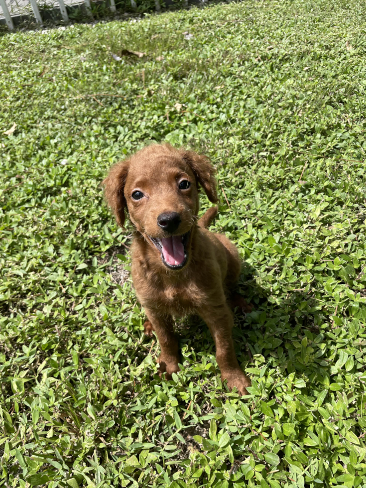 Cute Poochon Baby