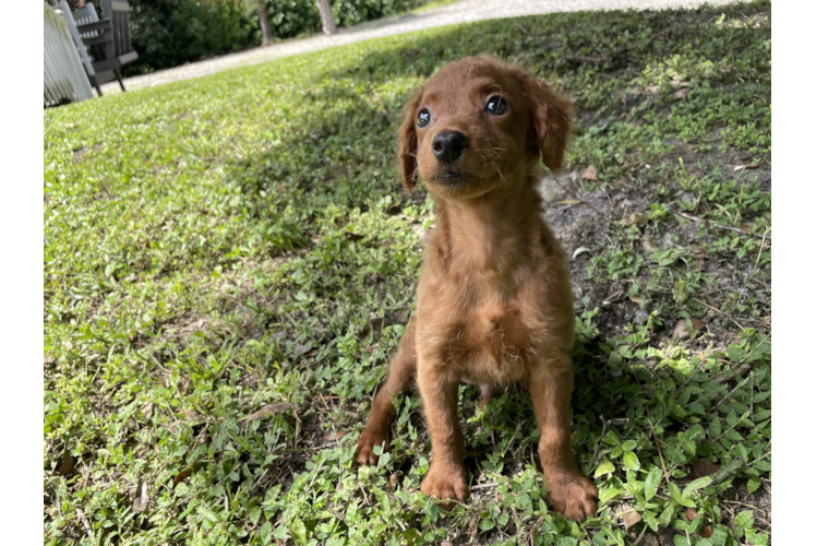 Poochon Puppy for Adoption