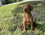 11 week old Poochon Puppy For Sale - Seaside Pups