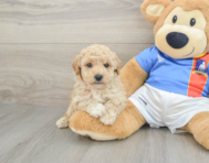 6 week old Poochon Puppy For Sale - Seaside Pups