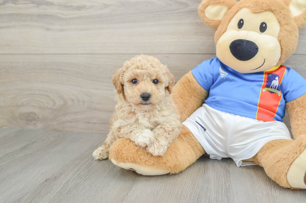 6 week old Poochon Puppy For Sale - Seaside Pups