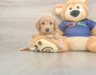 6 week old Poochon Puppy For Sale - Seaside Pups