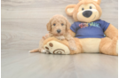 Poochon Puppy for Adoption